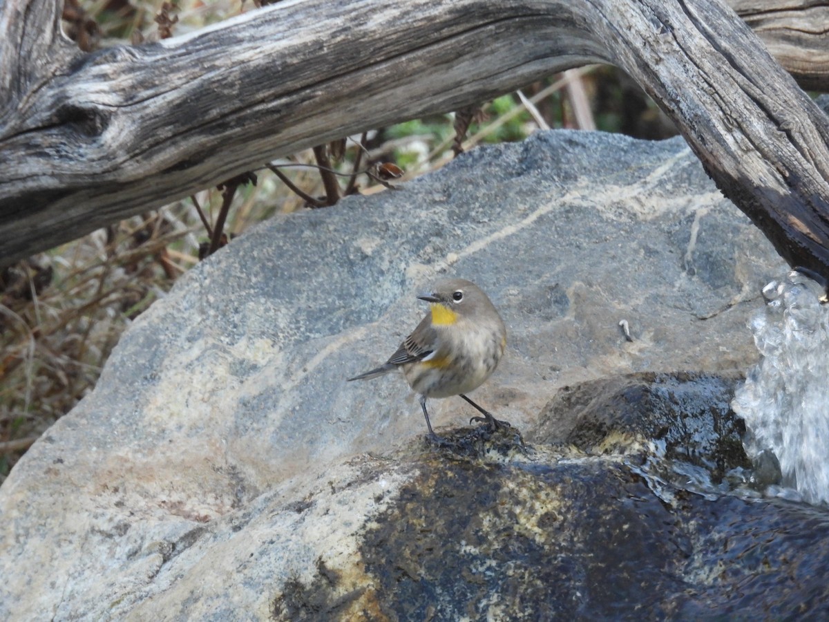 Yellow-rumped Warbler - ML643337129