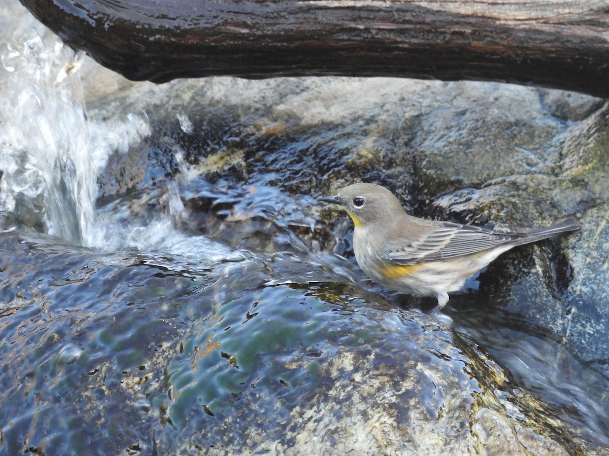Yellow-rumped Warbler - ML643337130