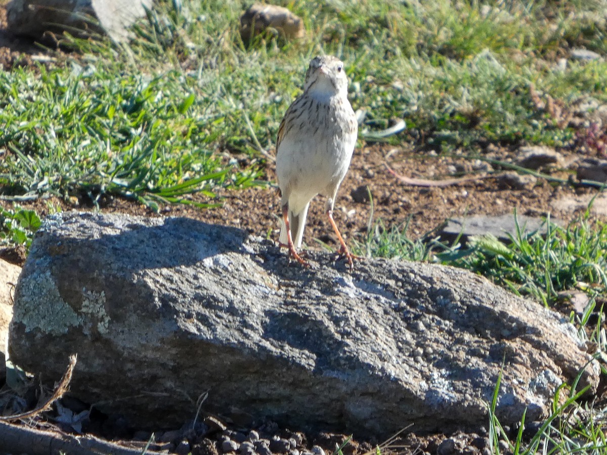 Australian Pipit - ML643337133