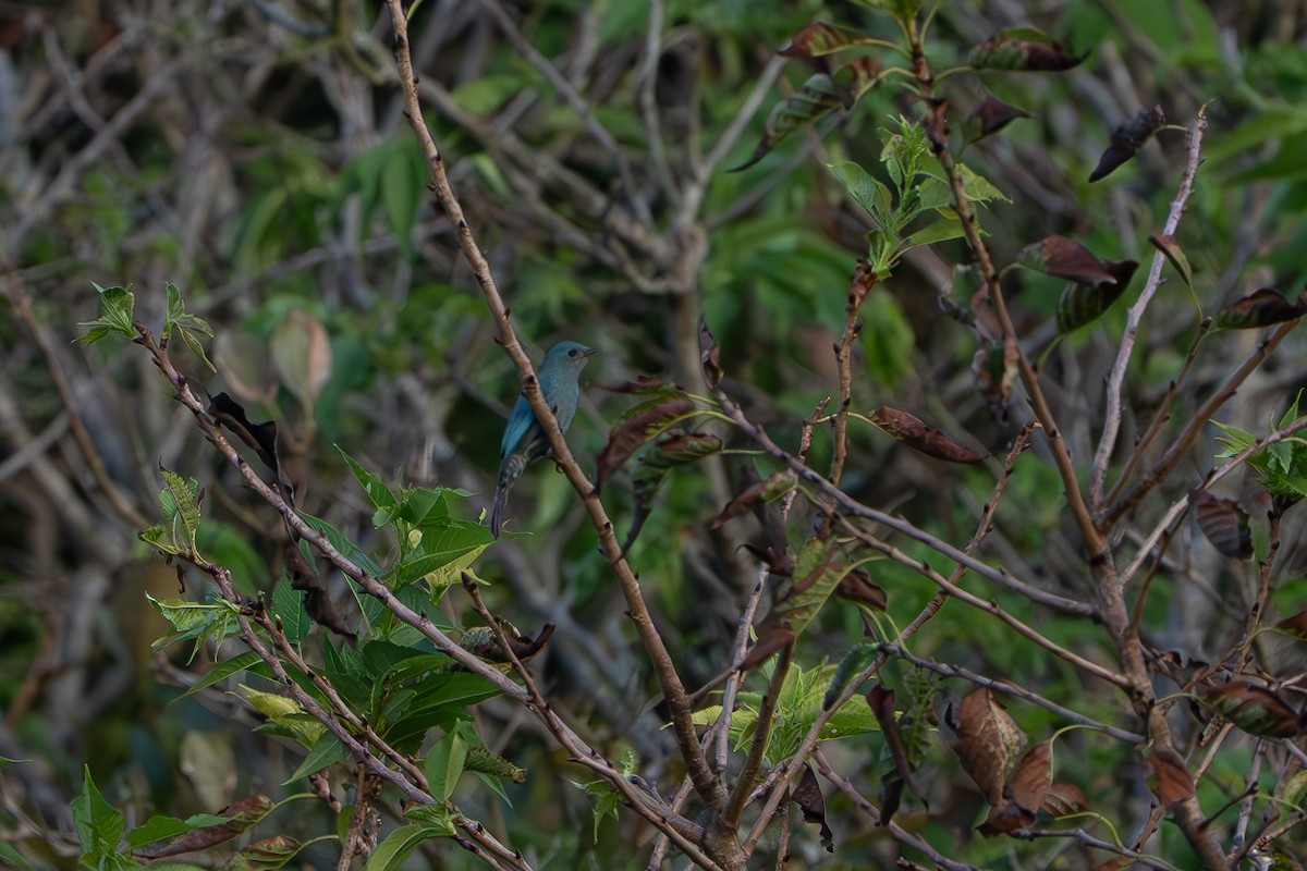 Verditer Flycatcher - ML643337136