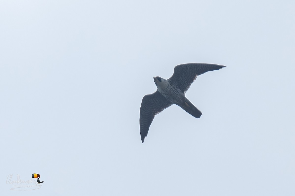 Peregrine Falcon - ML643337147