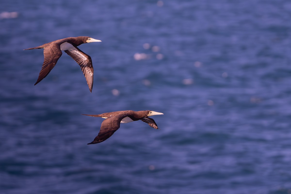 白腹鰹鳥 - ML643337152