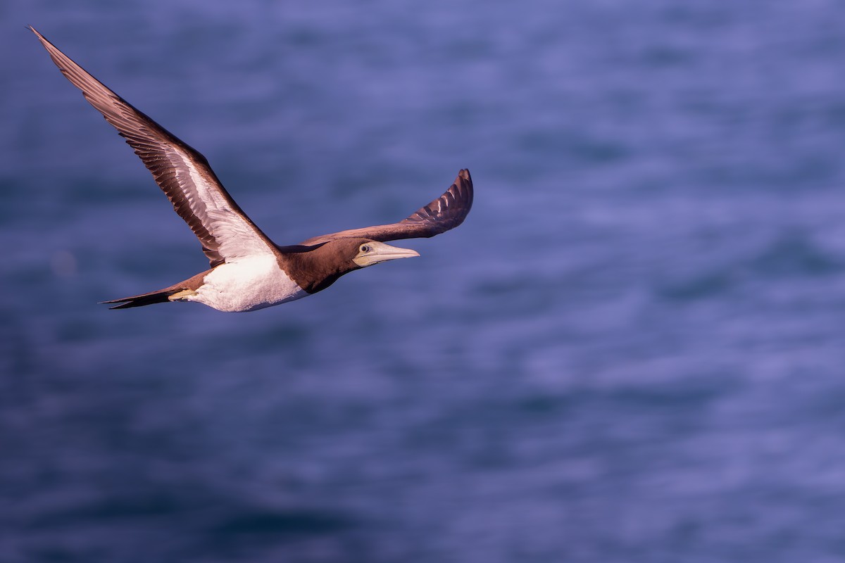 白腹鰹鳥 - ML643337153