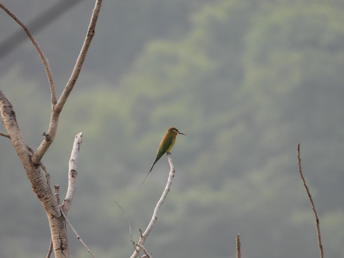 Blue-tailed Bee-eater - ML643337154