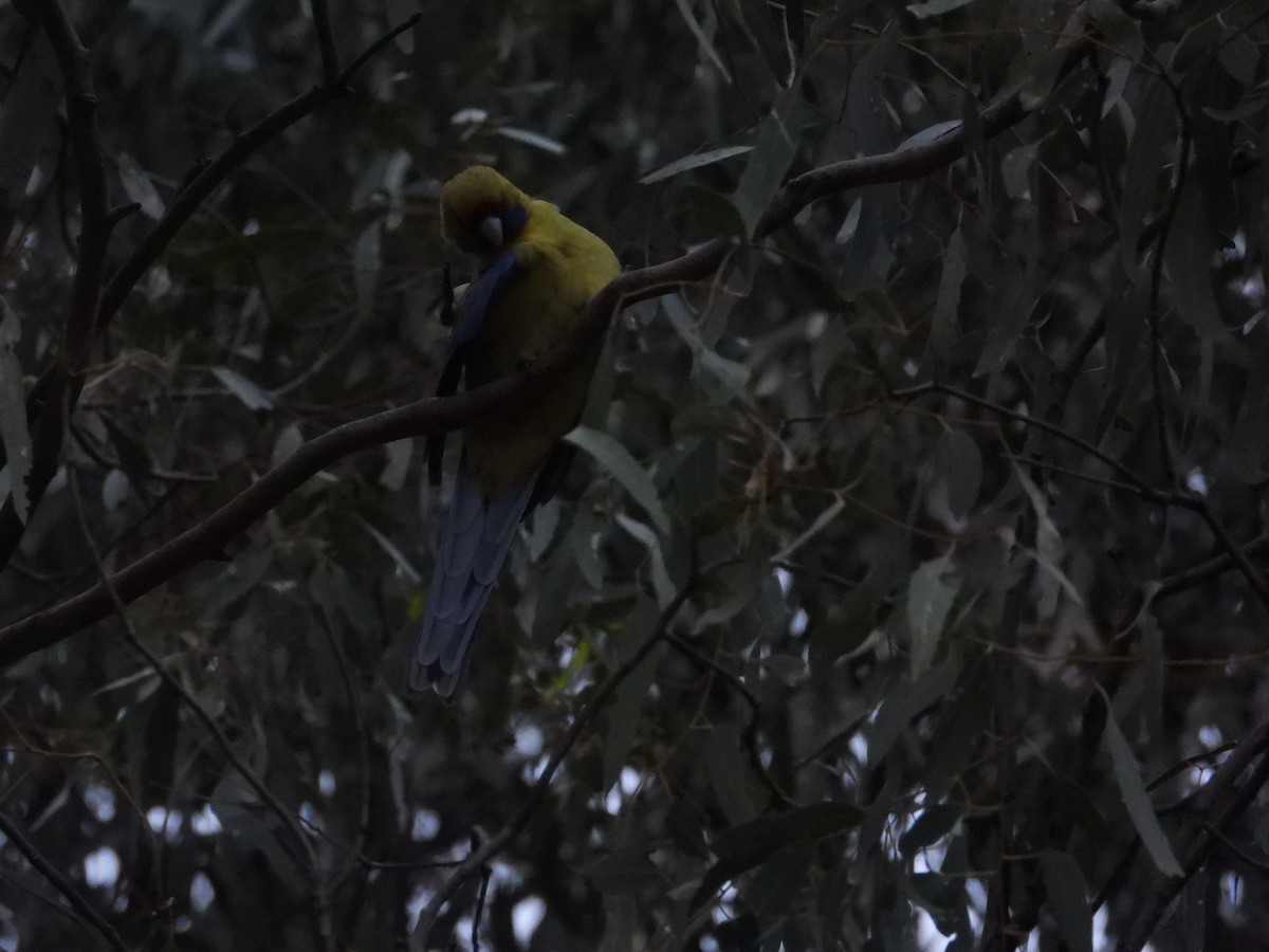 Rosella cremisi - ML643337160