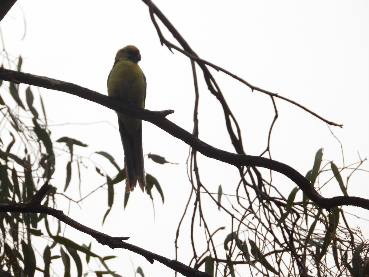 Rosella cremisi - ML643337163