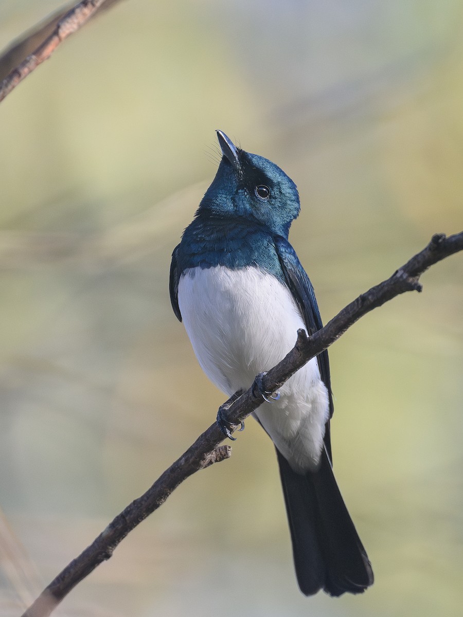 Satin Flycatcher - ML643337165