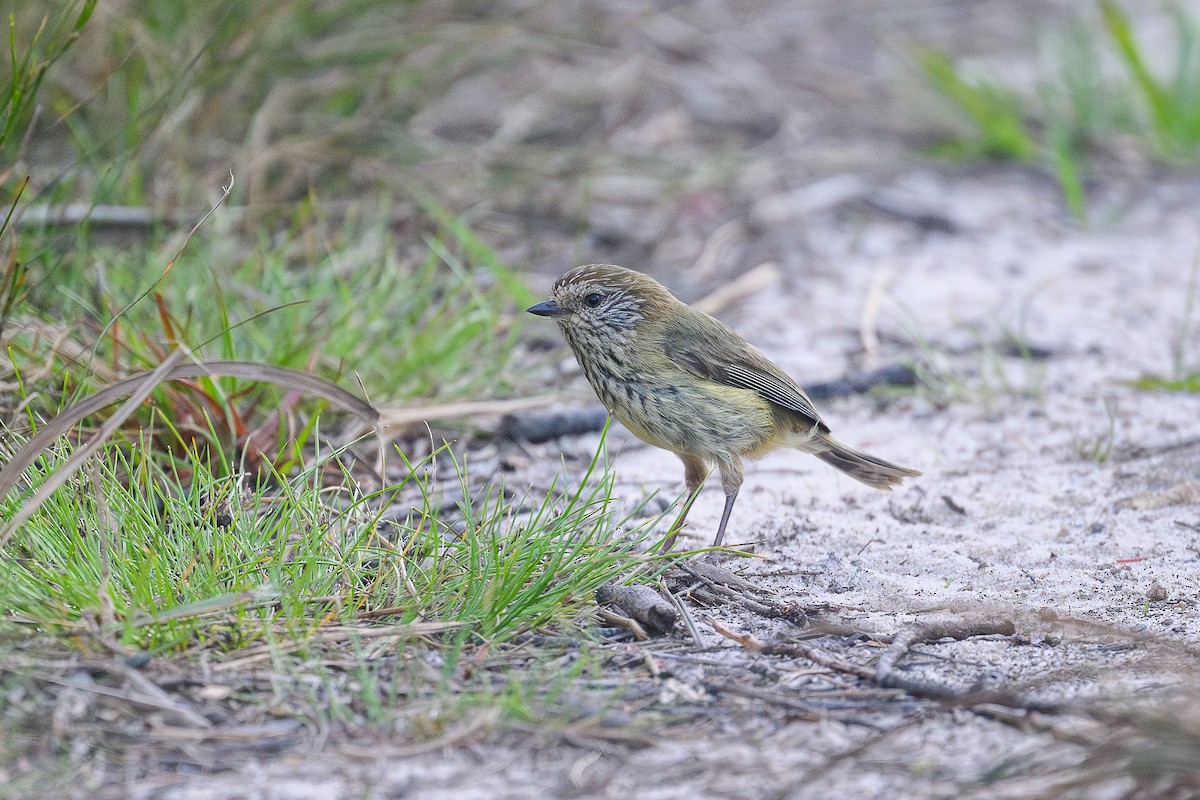 Striated Thornbill - ML643337169