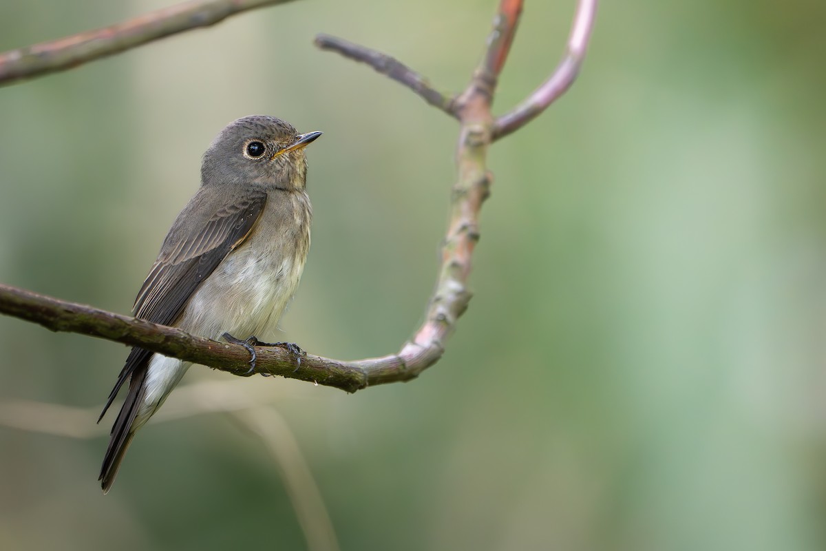 烏鶲 - ML643337170