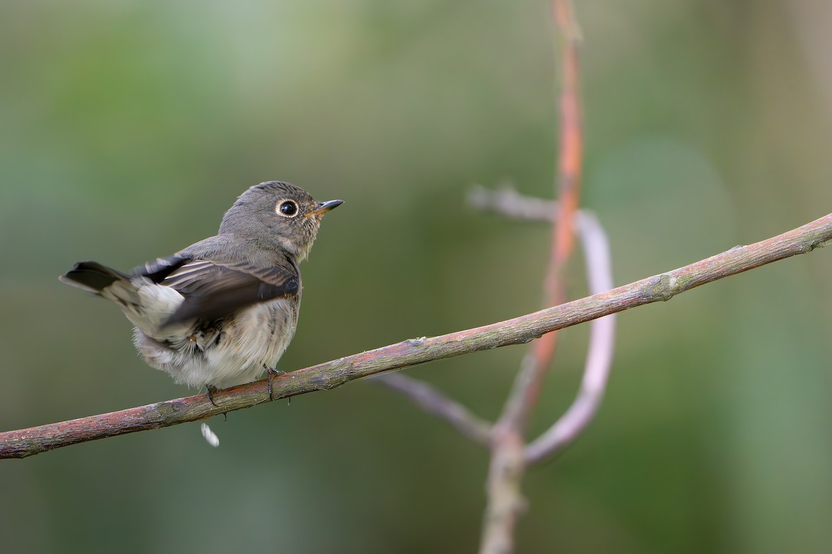 烏鶲 - ML643337171