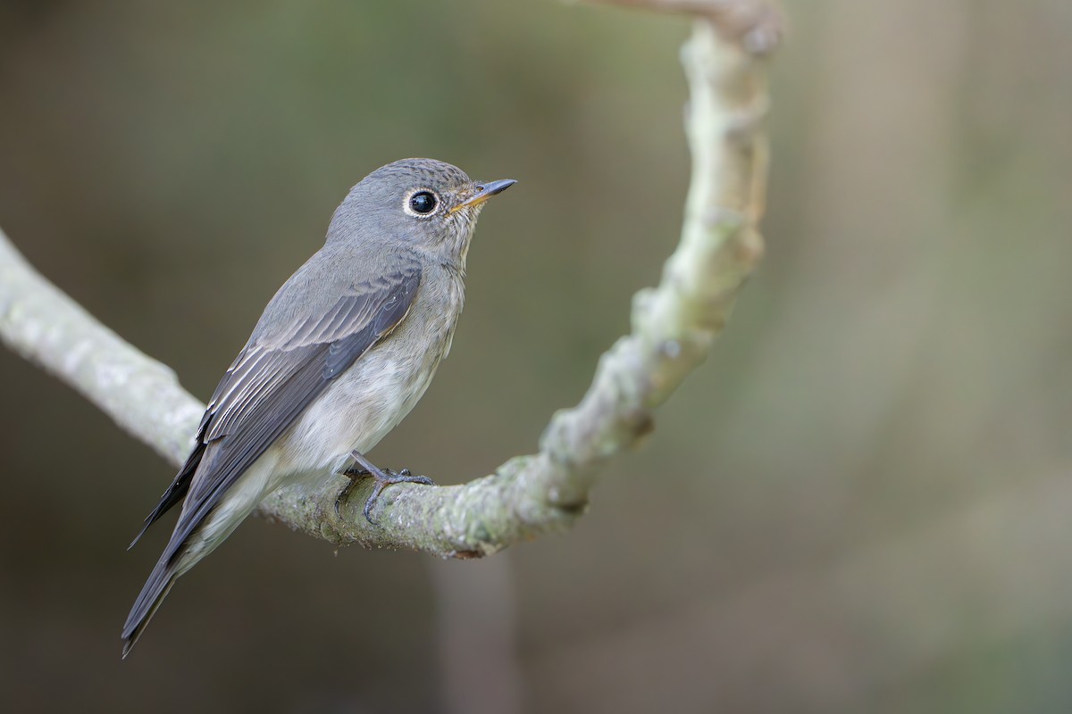Euli-txori siberiarra - ML643337172