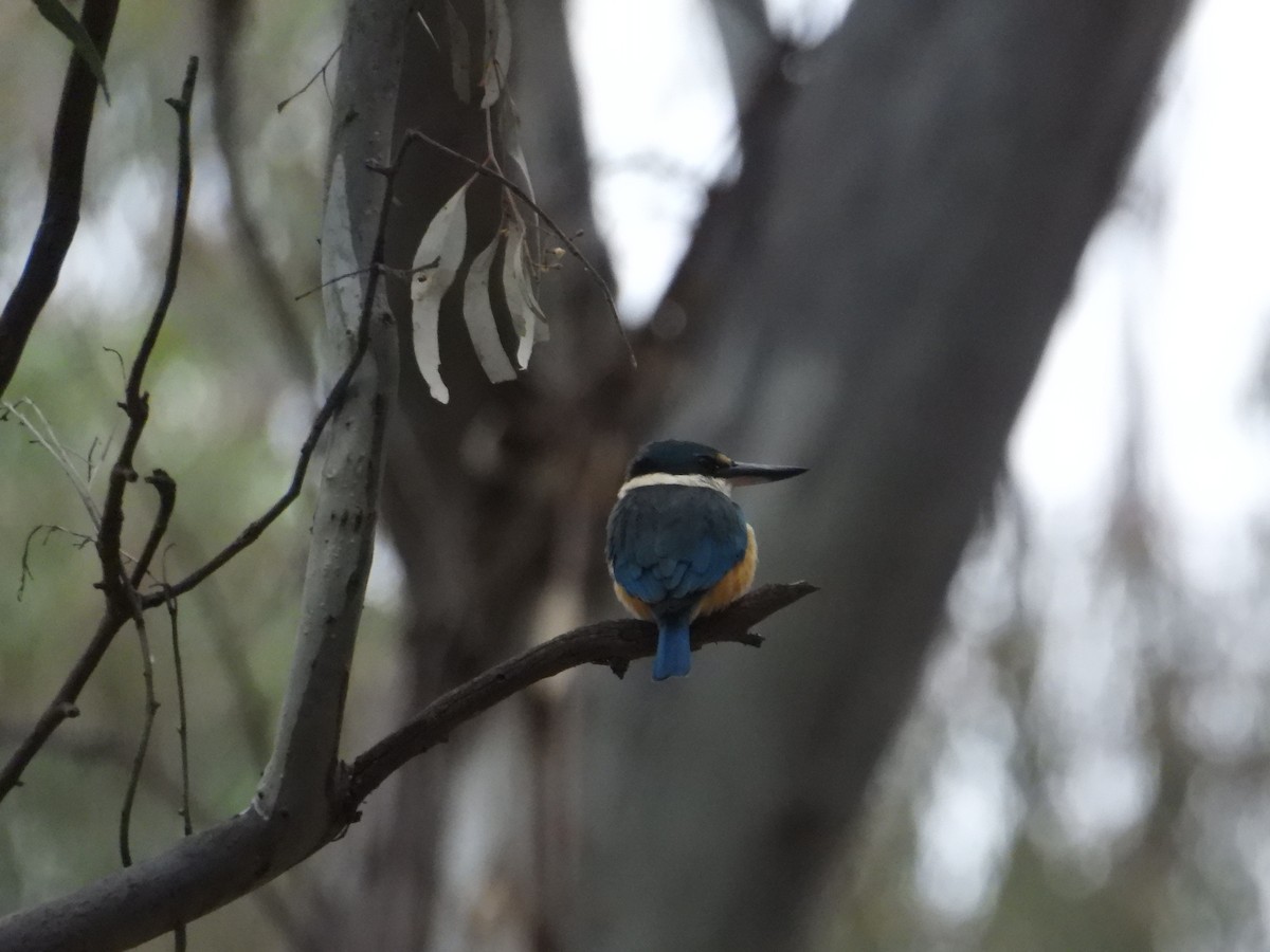 Sacred Kingfisher - ML643337174