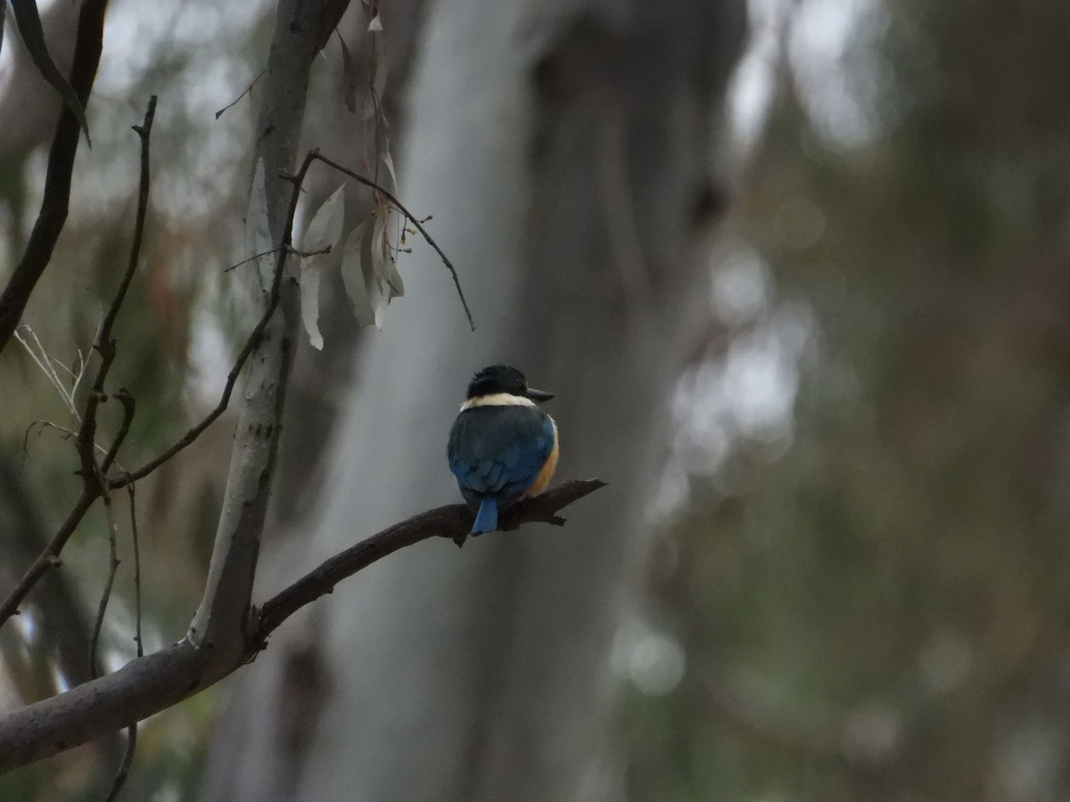 Sacred Kingfisher - ML643337175