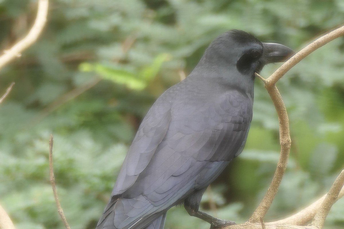 Large-billed Crow - ML643337180