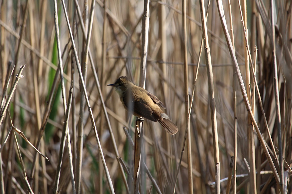 Australian Reed Warbler - ML643337181