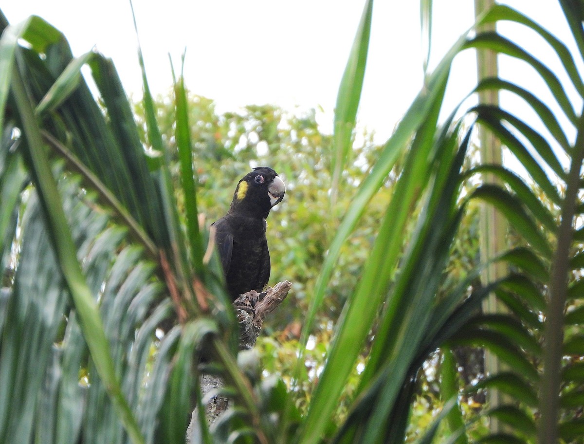 Yellow-tailed Black-Cockatoo - ML643337183