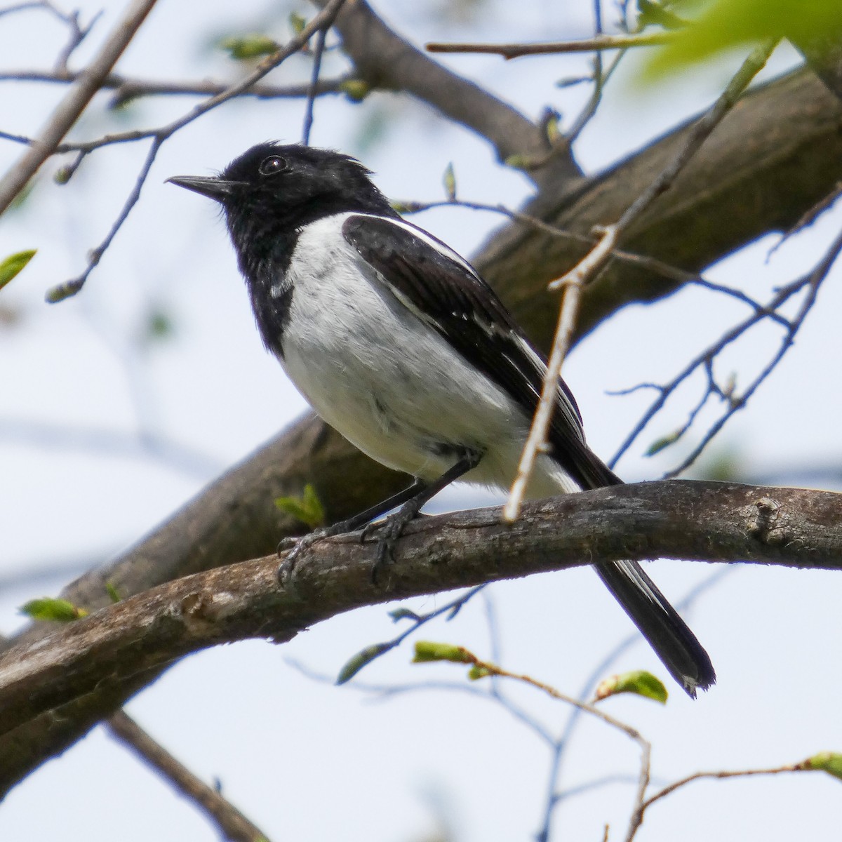 Hooded Robin - ML643337184