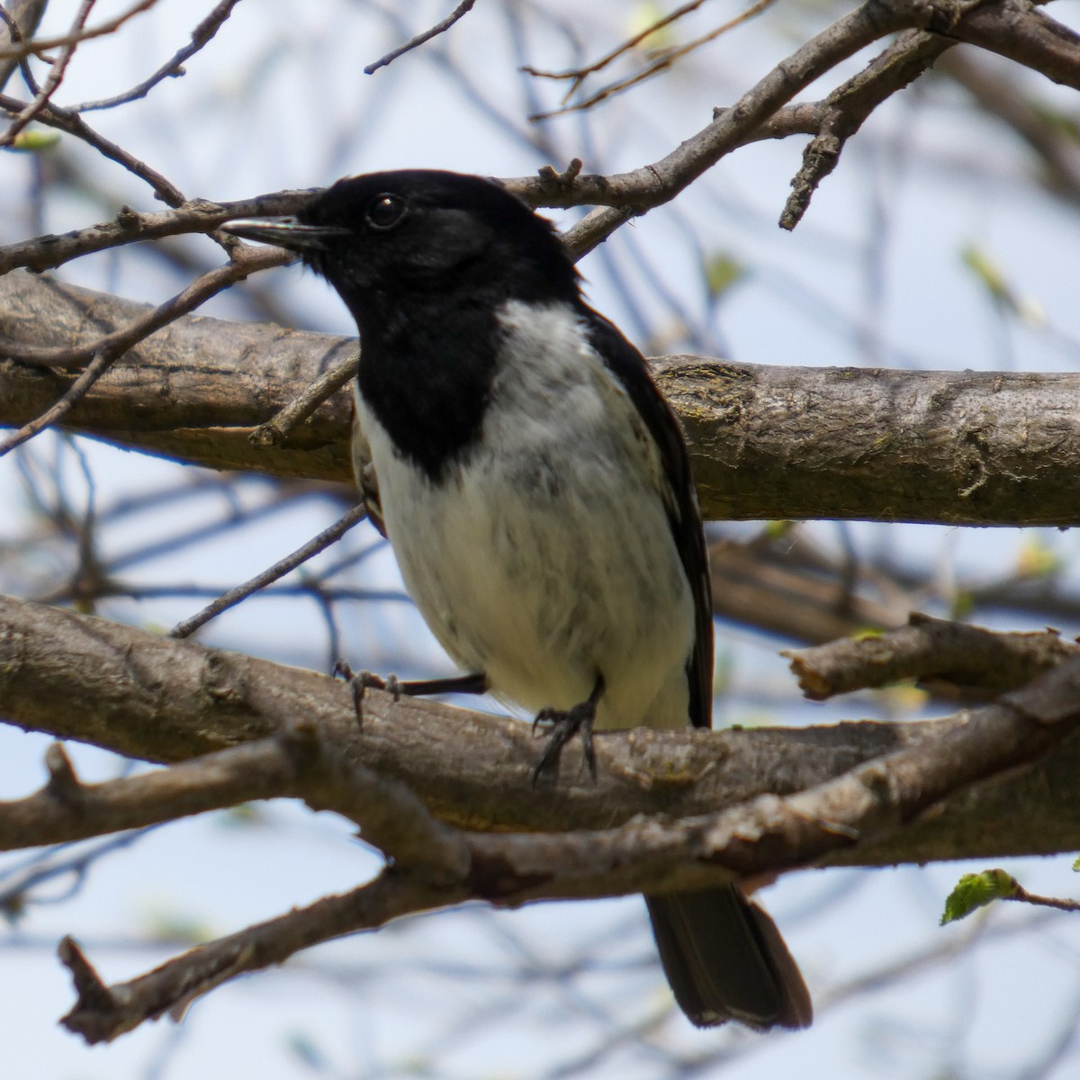Hooded Robin - ML643337185