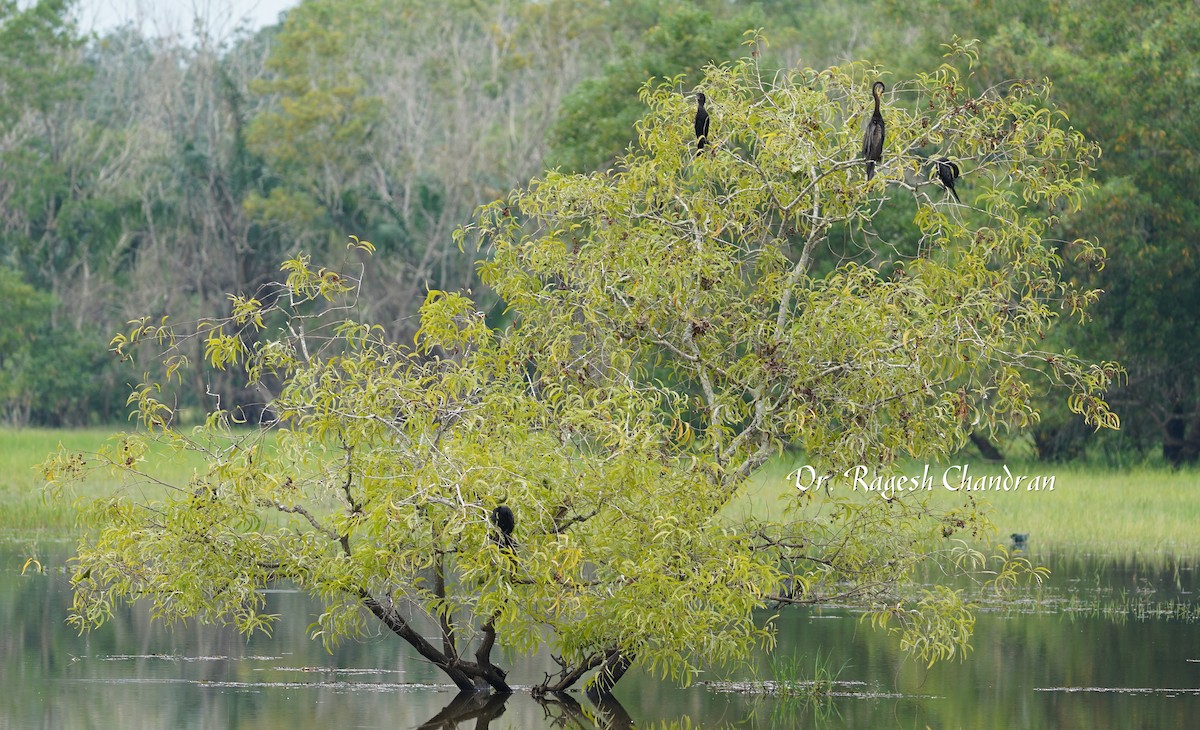 anhinga indomalajská - ML643337187