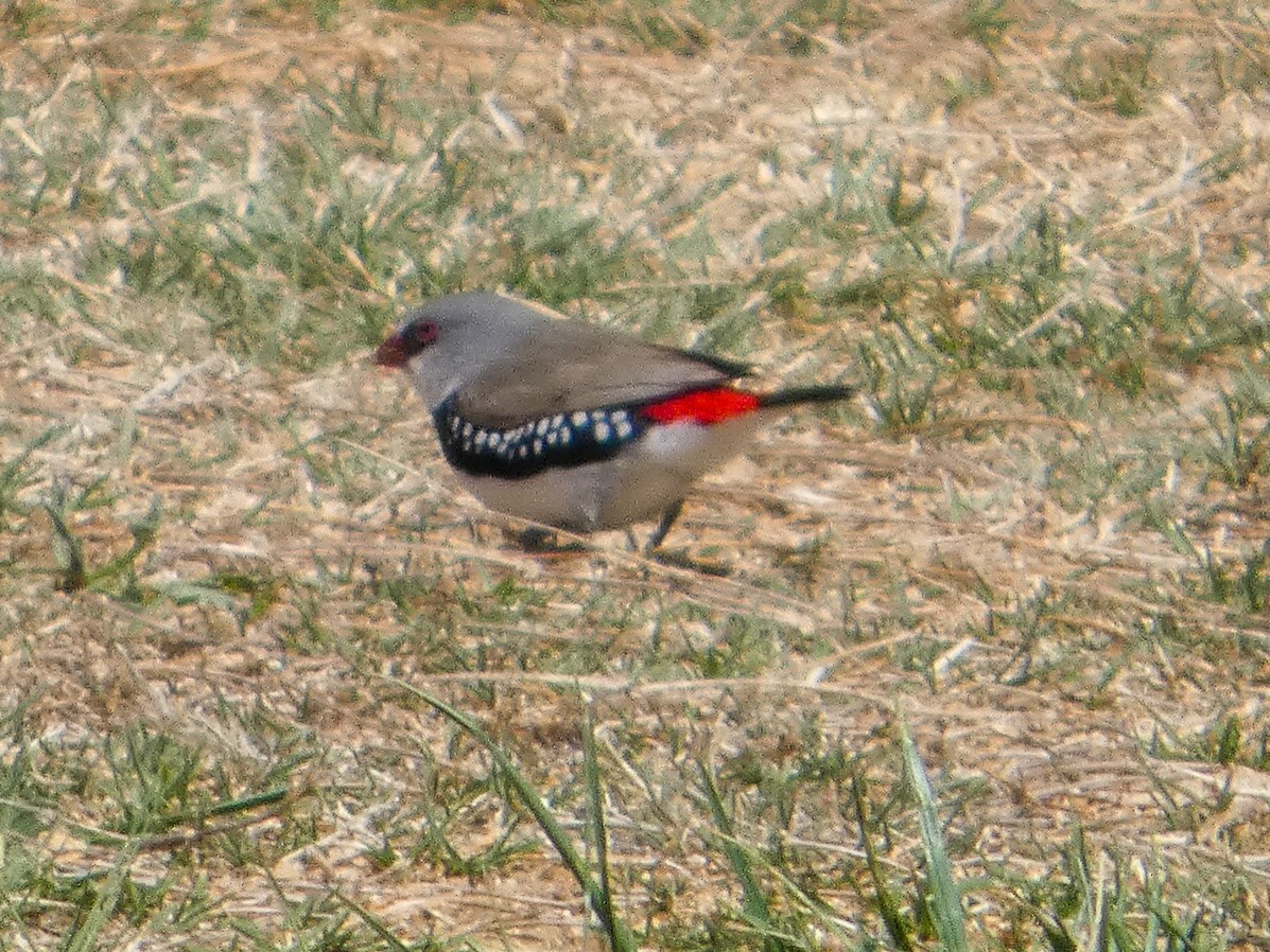Diamond Firetail - ML643337188