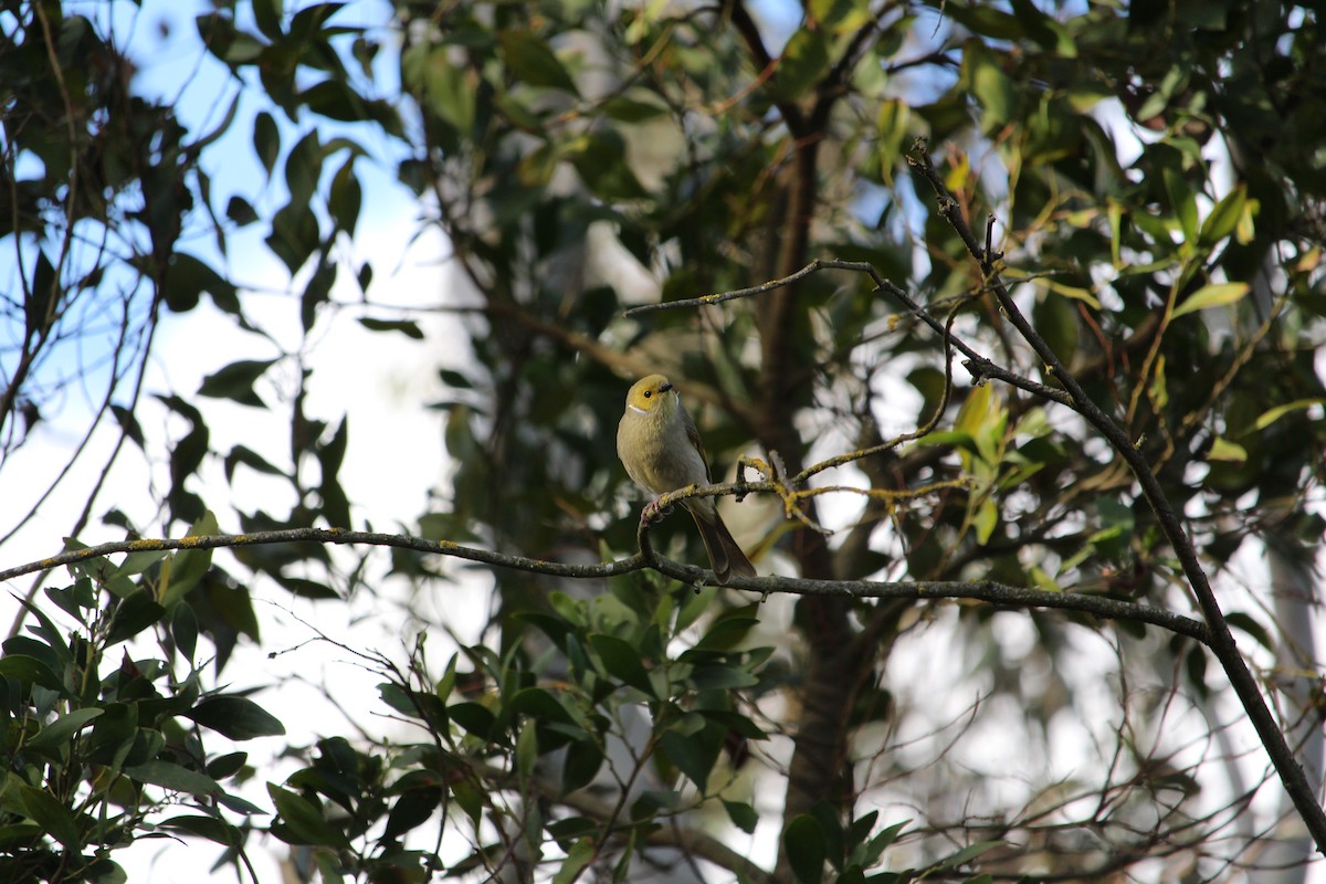 White-plumed Honeyeater - ML643337191