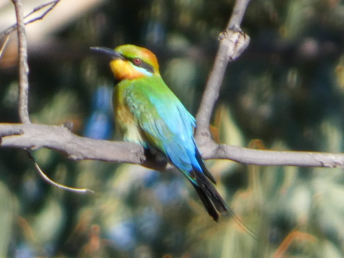 Rainbow Bee-eater - ML643337194