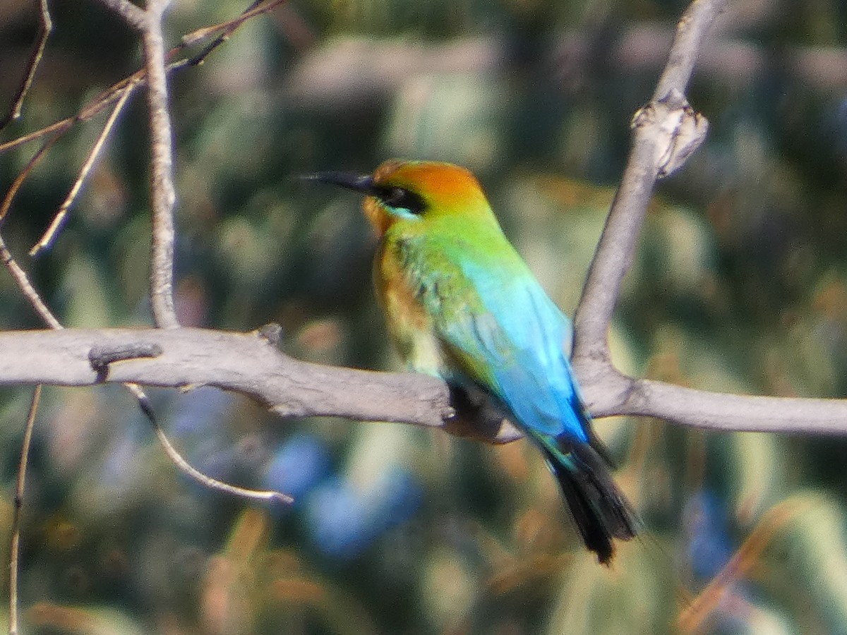 Rainbow Bee-eater - ML643337195
