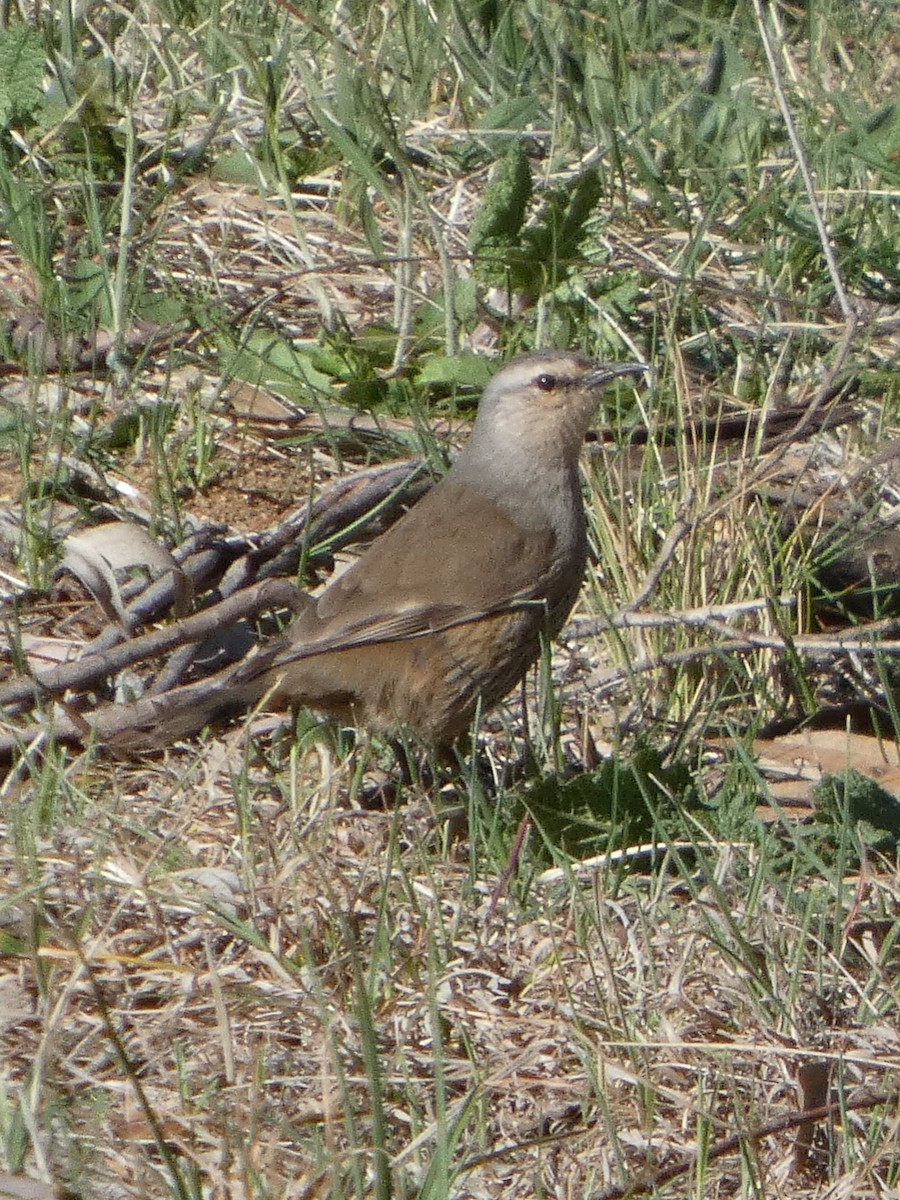 Brown Treecreeper - ML643337196