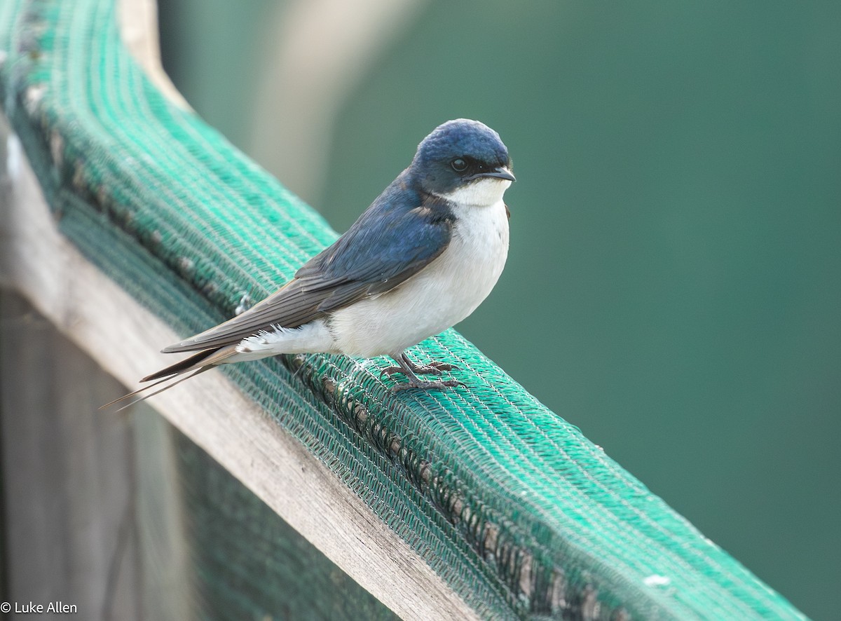Pearl-breasted Swallow - ML643337200