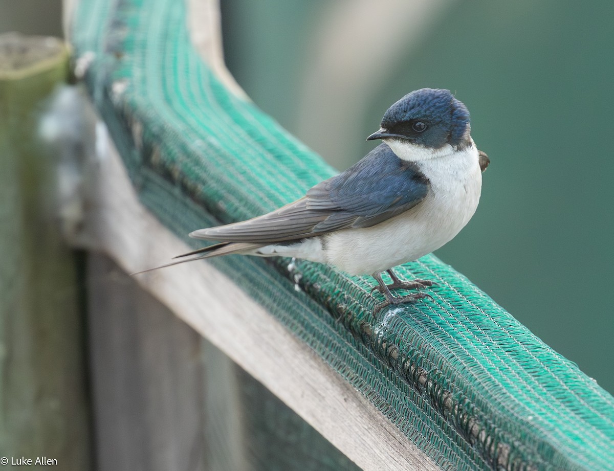 Pearl-breasted Swallow - ML643337201