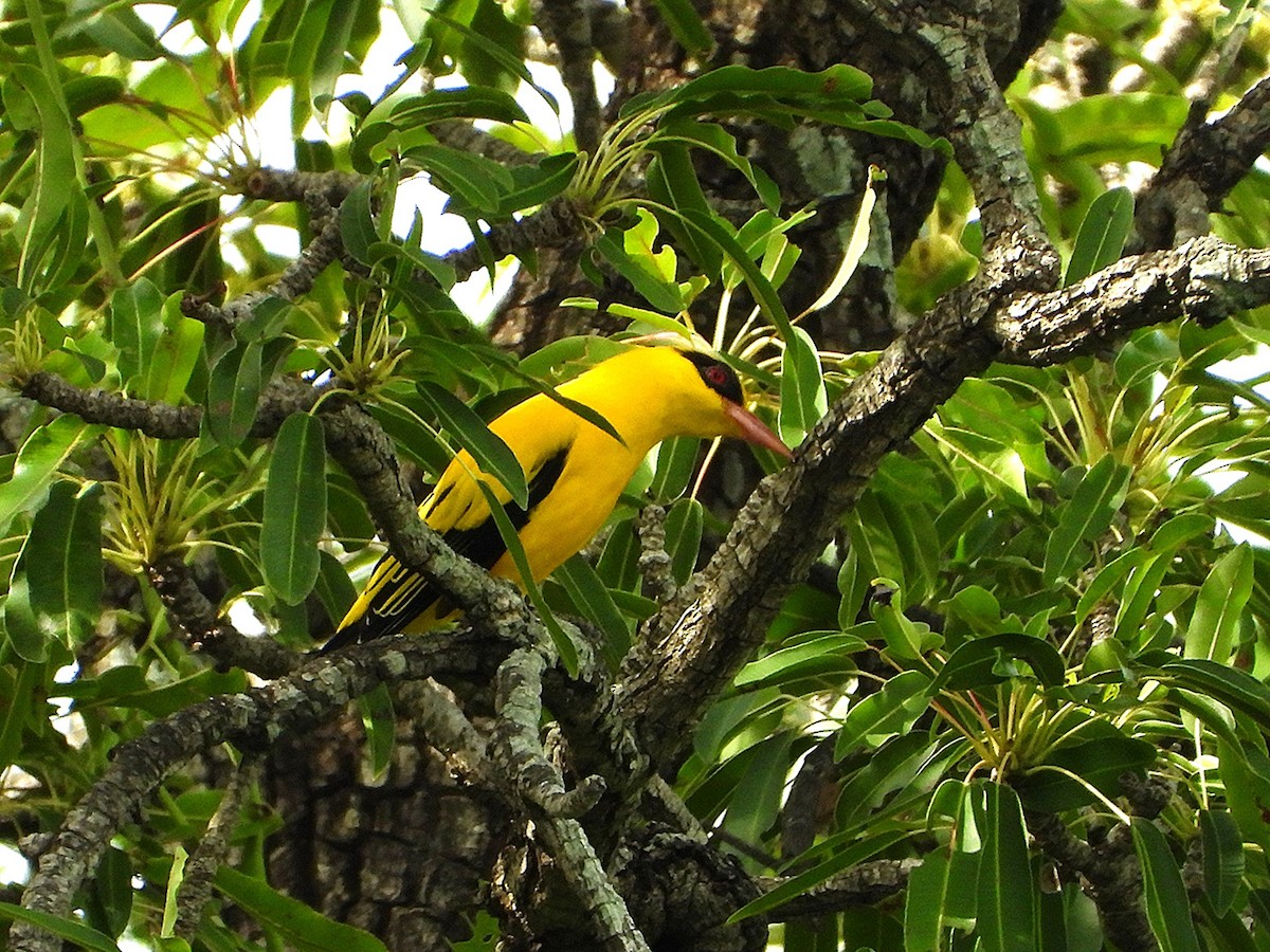 African Golden Oriole - ML643337202