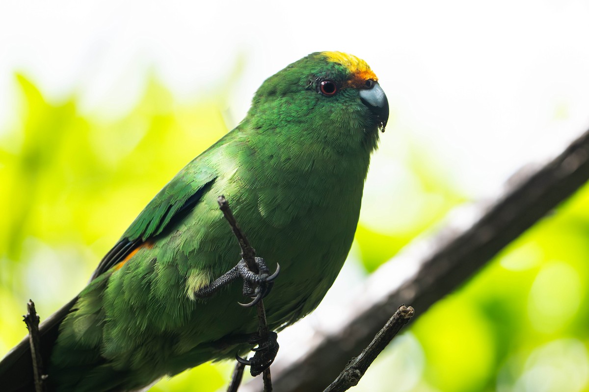 Malherbe's Parakeet - ML643337211