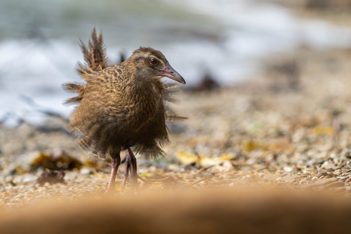 Уэка - ML643337213