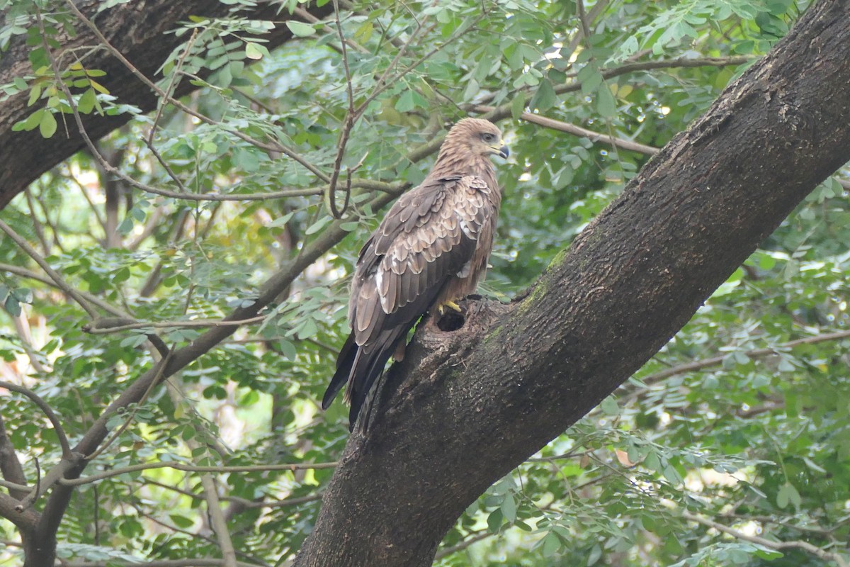 luňák hnědý - ML643337217