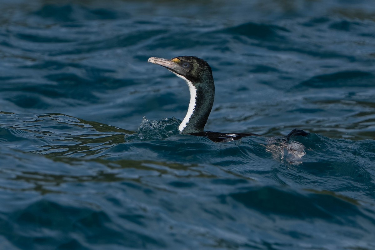 Cook Boğazı Karabatağı - ML643337220