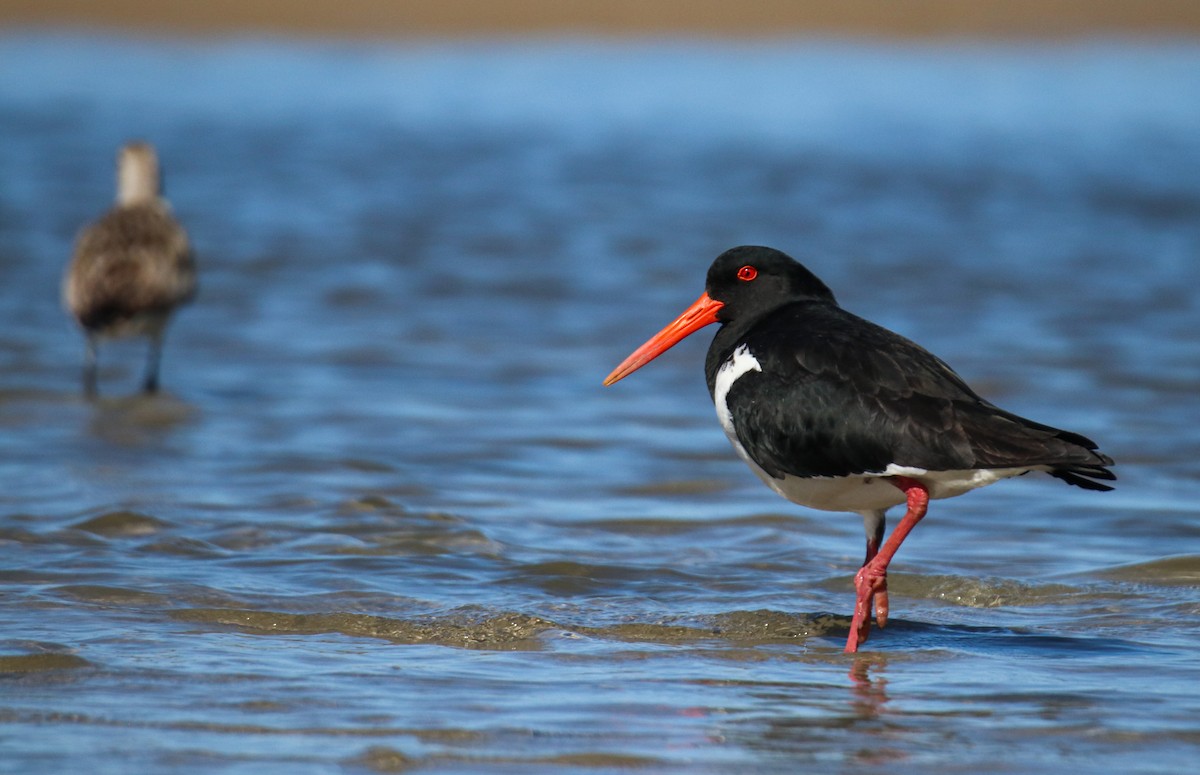 Pied Oystercatcher - ML643337236