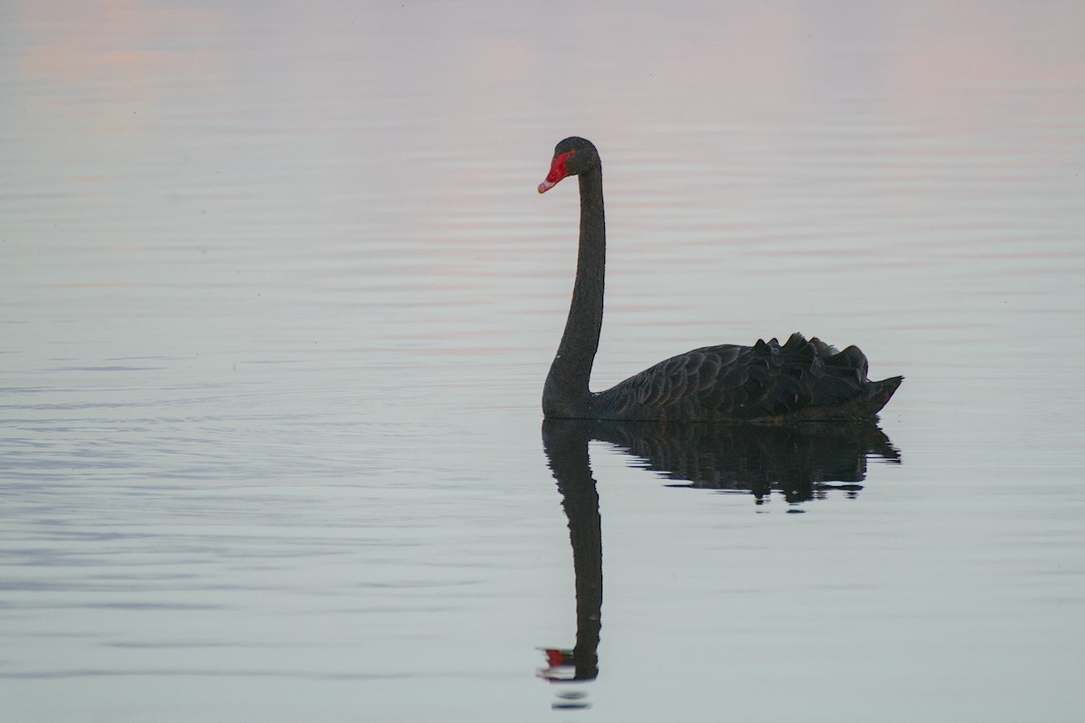 Cygne noir - ML643337245