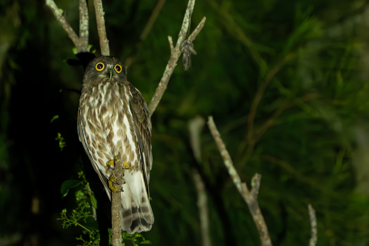 Northern Boobook - ML643337246