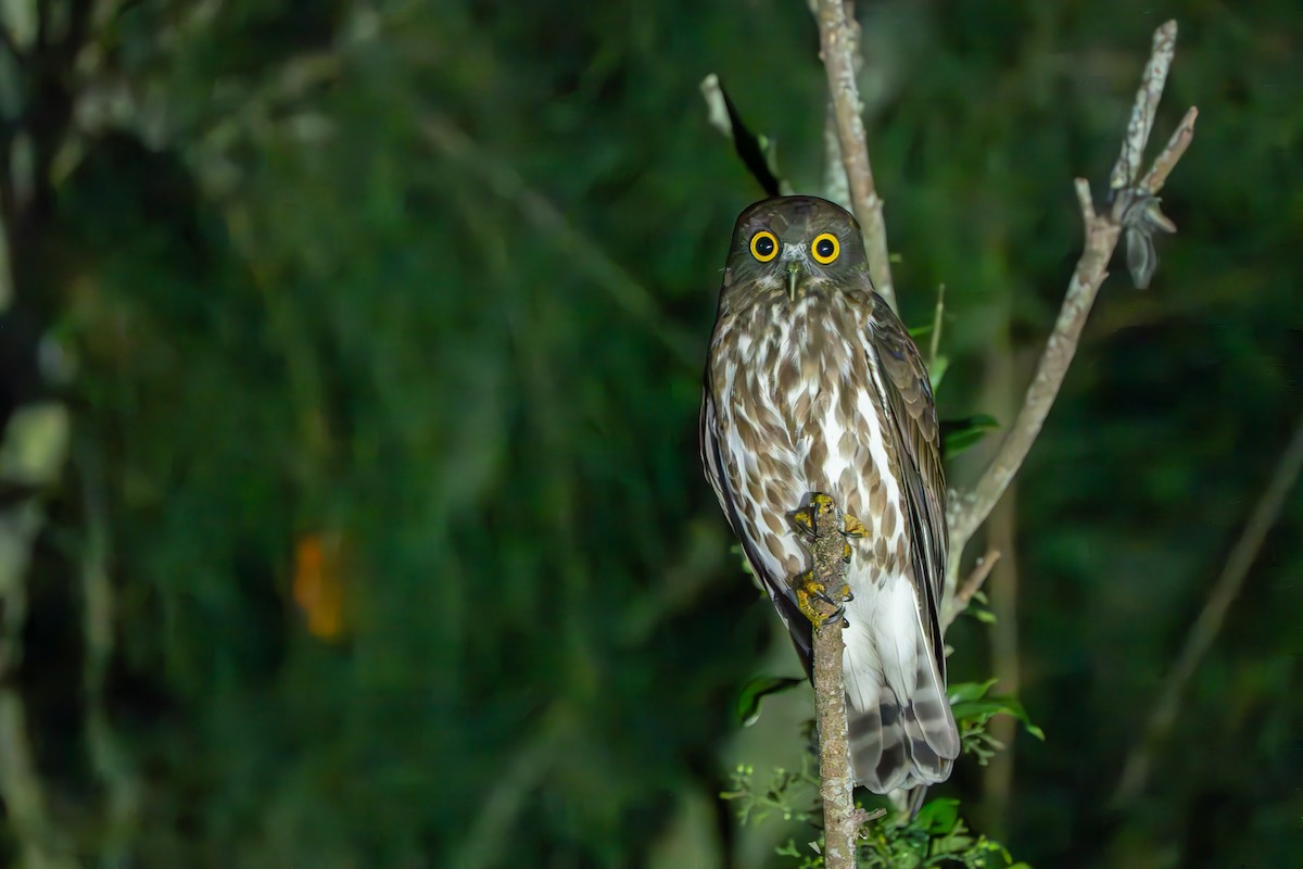 Northern Boobook - ML643337247