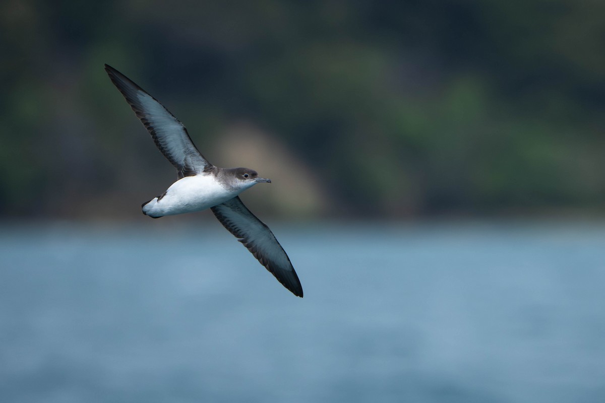 Fluttering Shearwater - ML643337255