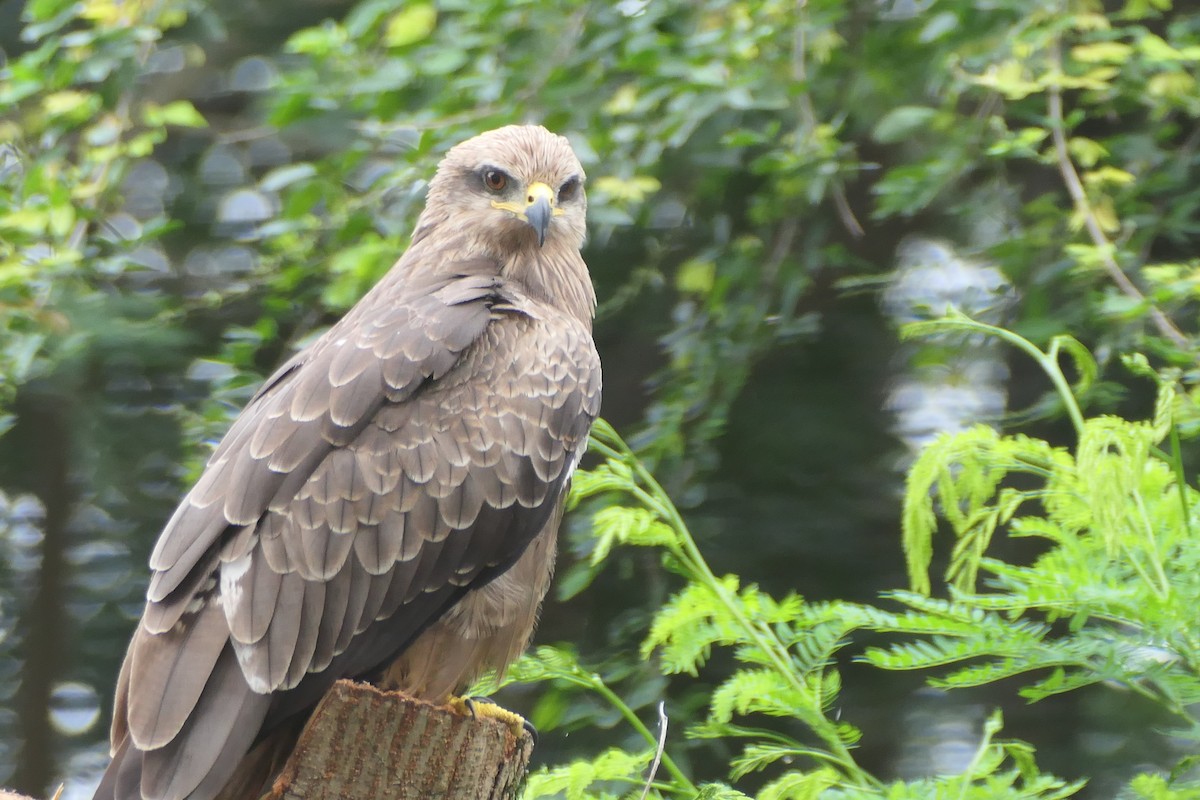 luňák hnědý - ML643337280