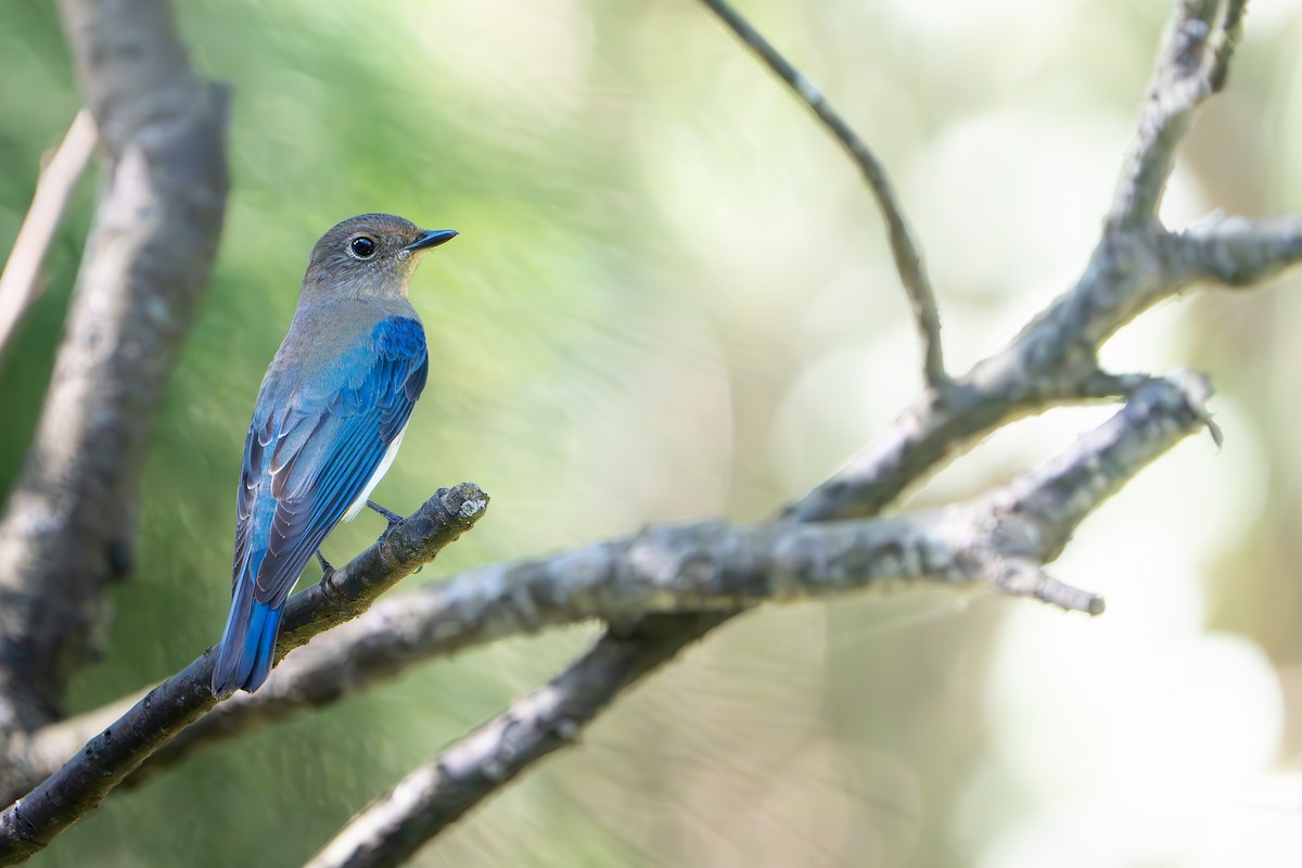 Blue-and-white Flycatcher - ML643337285