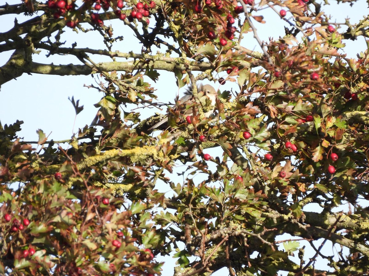 Barred Warbler - ML643337290