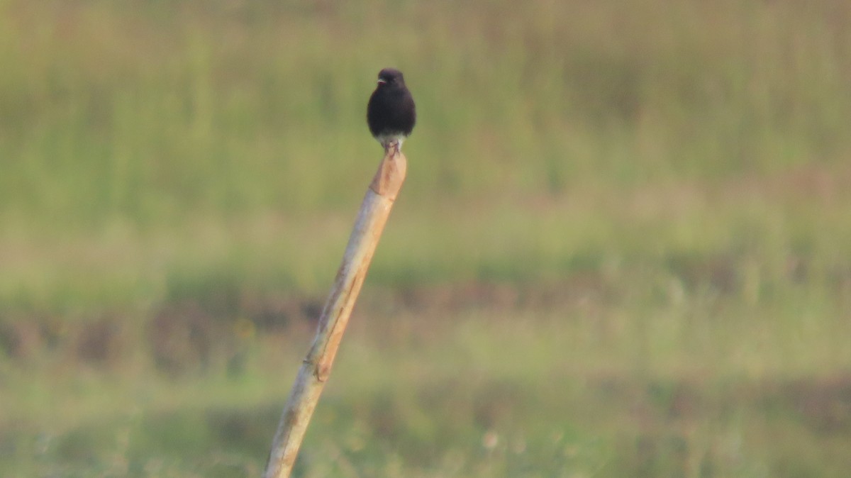 Pied Bushchat - ML643337294
