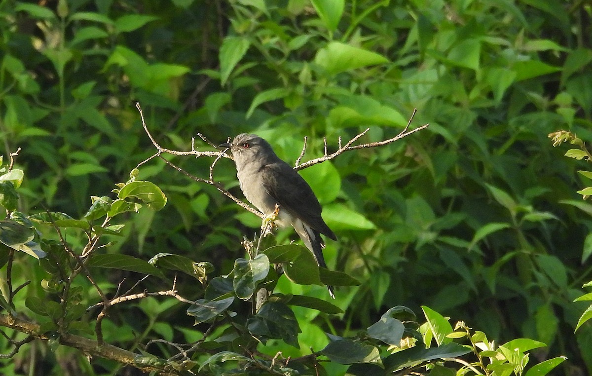 Cuco Pechigrís - ML643337297