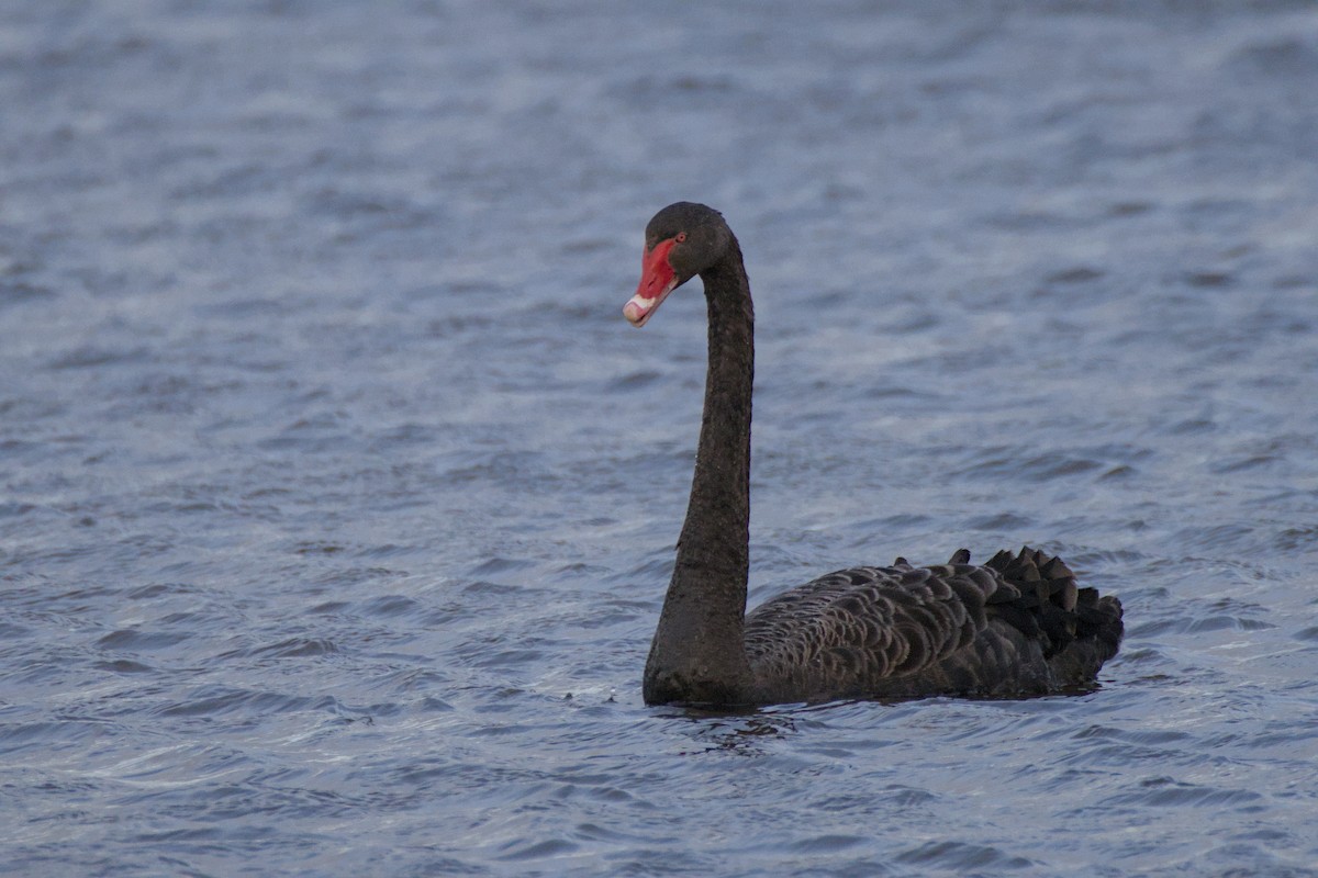 Cygne noir - ML643337306