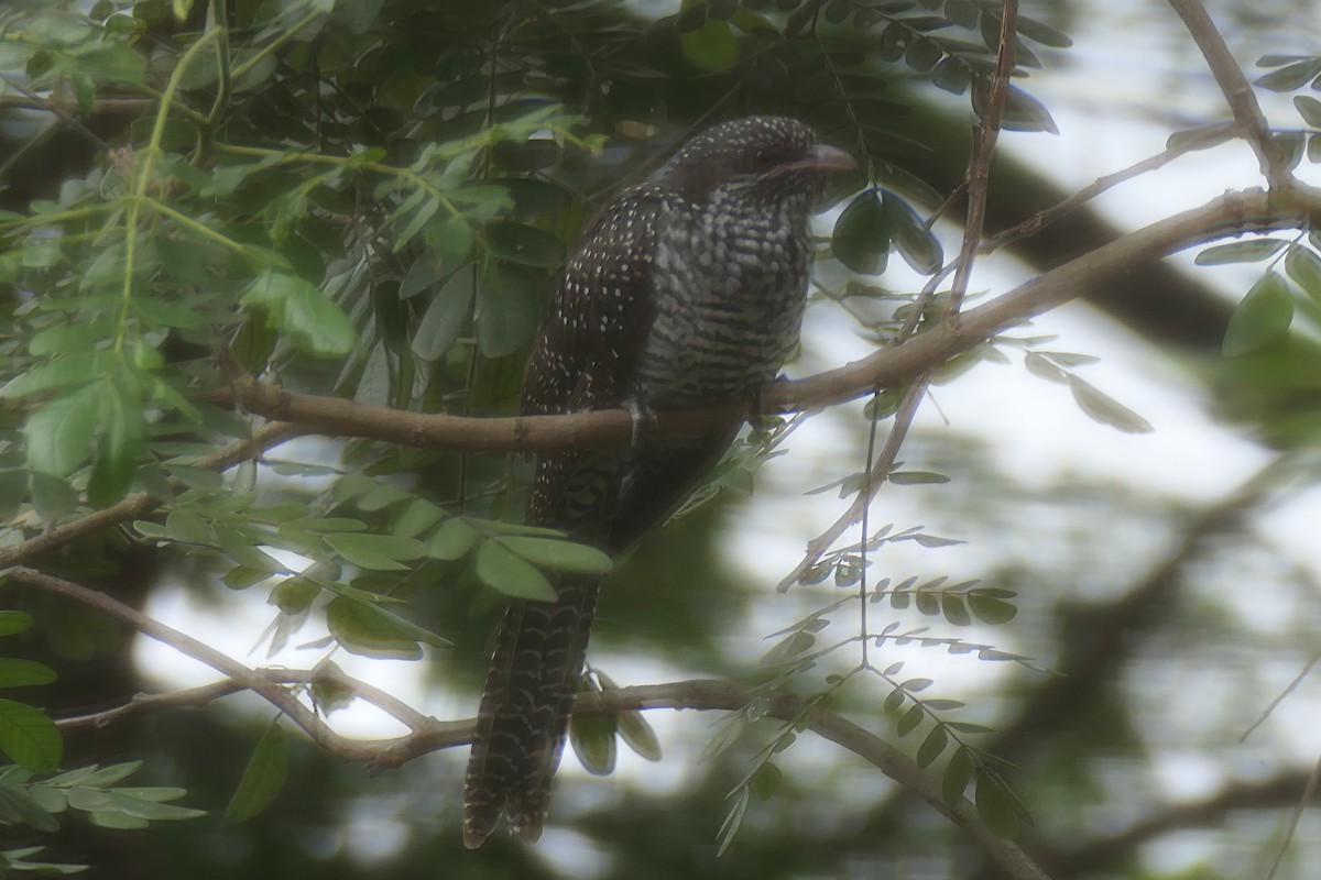 kukačka koel - ML643337307