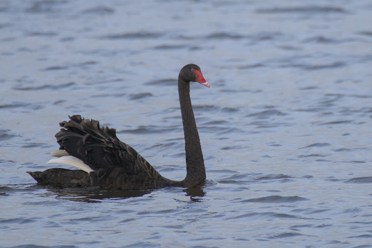 Cygne noir - ML643337312