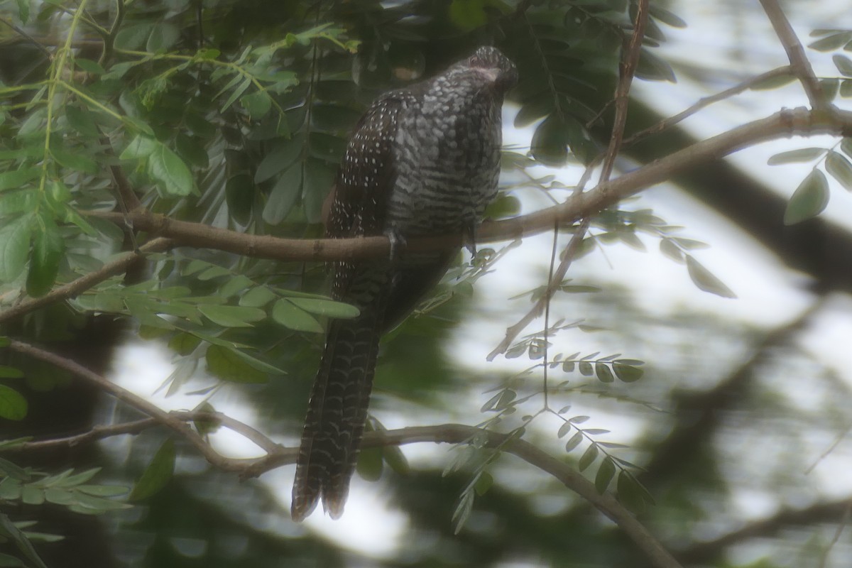 kukačka koel - ML643337319