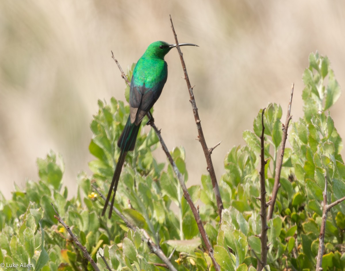 Malachite Sunbird - ML643337338
